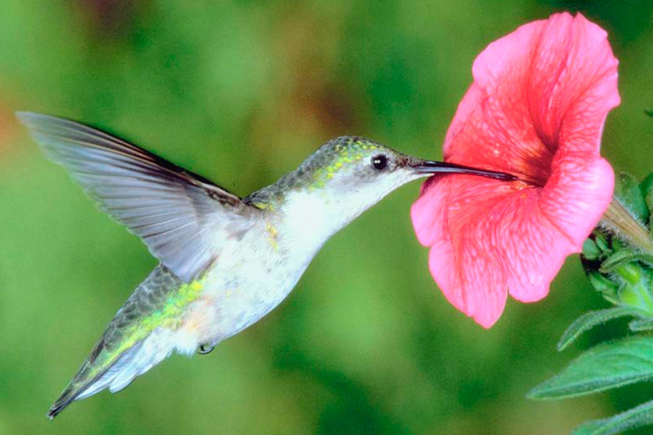 Hummingbird Sex Act 38