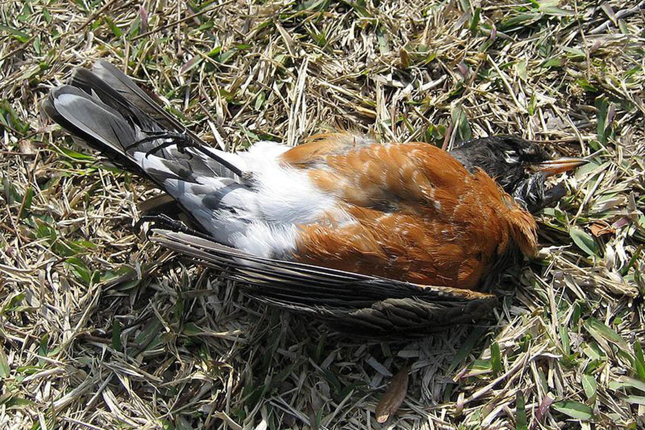 What's Really Killing Birds? | Hazlitt